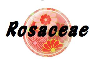 Rosaceae